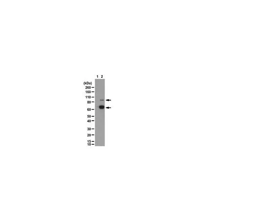 62-8388-24　［已停用］抗磷β-连环蛋白 (Ser37);100μL　07-1651