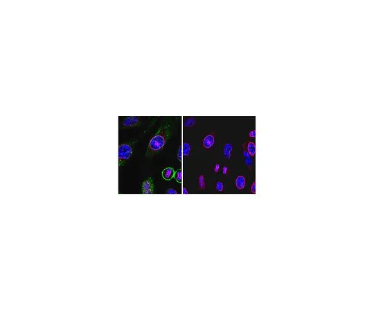 62-8456-52　［已停用］抗CSP8相关蛋白2;100μg　ABC54