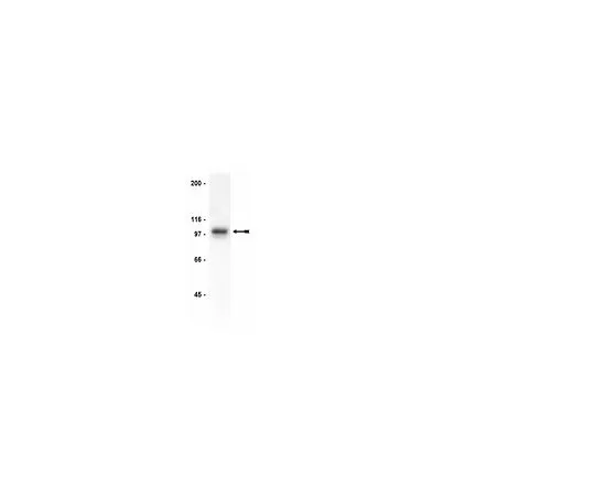 62-8381-71　［已停用］抗Gab1, CT;200μg　06-579