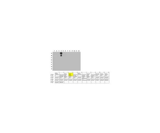 62-8383-38　［已停用］抗磷酸组蛋白H1 (Thr165);100μg　06-1370