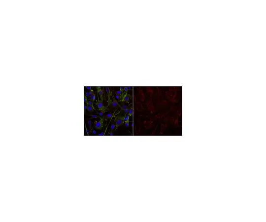 62-8488-78　［已停用］抗半乳脑侧抗体，克隆mGalC抗体，Alexa Fluor (R) 555共轭　MAB342-AF555