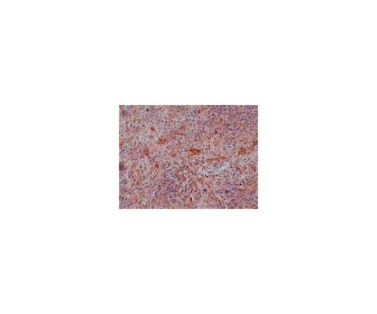62-8465-03　［已停用］抗ABIN3抗体ABF287　ABF287