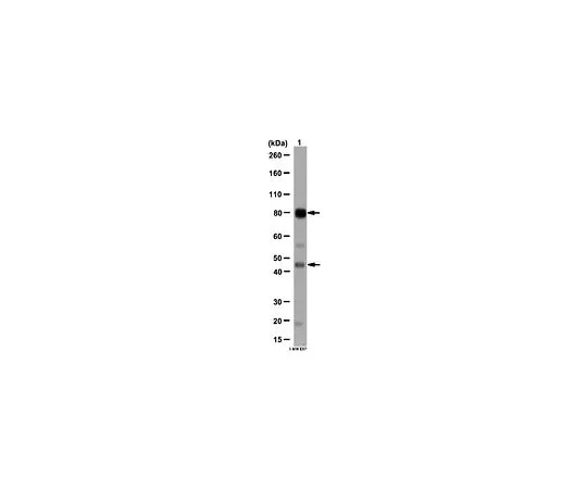 62-8465-52　［已停用］抗α-肌营养不良蛋白;100μg　ABN61