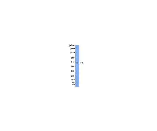 62-8368-19　［已停用］反林，克隆10A6.2;100μL　04-268