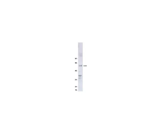 62-8371-45　［已停用］抗cdc25C,克隆TC-15;100μg　05-507