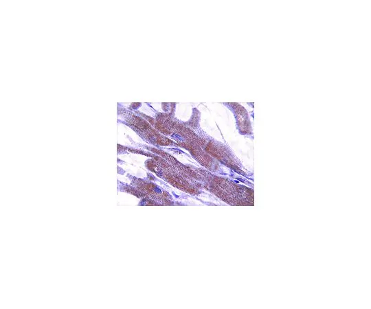 62-8493-60　［已停用］抗原肌球蛋白-5,克隆2G10.2　MAB2256