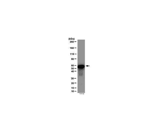 62-8460-43　［已停用］抗N-κBp65;100μL　ABE136