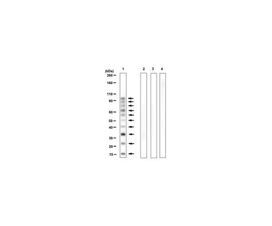 62-8469-51　［已停用］抗线性聚比基锡　ABS175