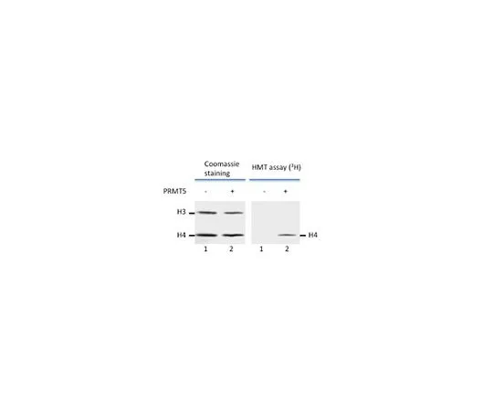 62-8391-95　［已停用］人重组PRMT5, 10 ug　14-1102