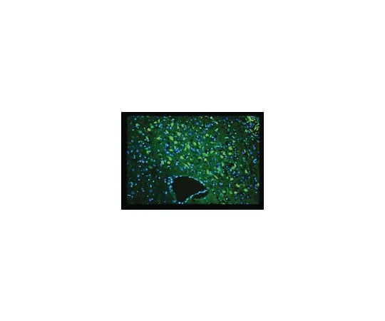 62-8474-63　［已停用］氟玉 (R) C　AG325-30MG