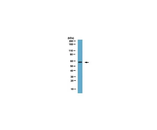 62-8460-65　［已停用］反TRF1;100μL　ABE210