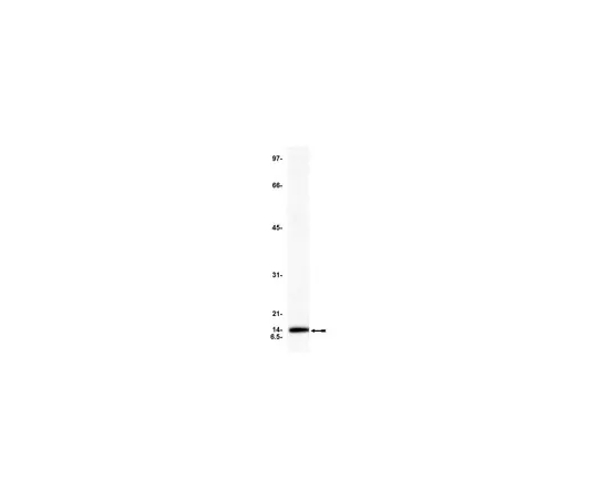 62-8371-30　［已停用］抗细胞色素c,克隆C-7;200μL　05-479
