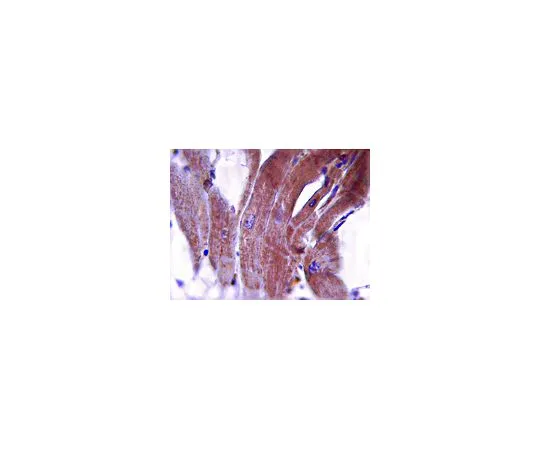62-8493-59　［已停用］抗原肌球蛋白-3,克隆3F8.2　MAB2255