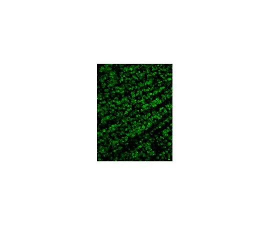 62-8468-25　［已停用］抗RBPMS抗体　ABN1376