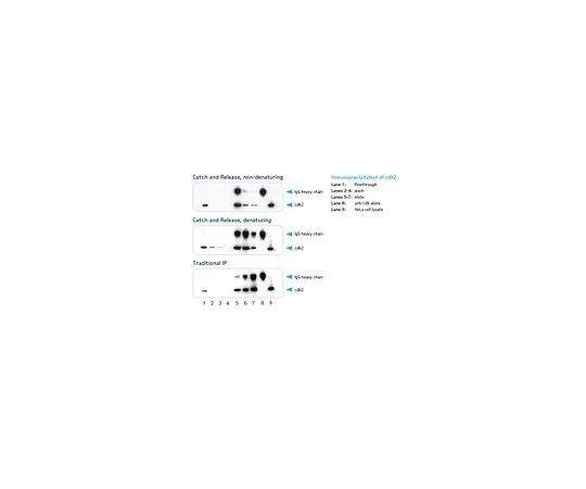 62-8393-47　［已停用］捕获和释放 (R) v2.0高通量 (HT) 免疫沉淀测定Kit-96井;96次检测　17-501