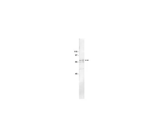 62-8384-27　［已停用］抗PKCζ;200μL　07-264