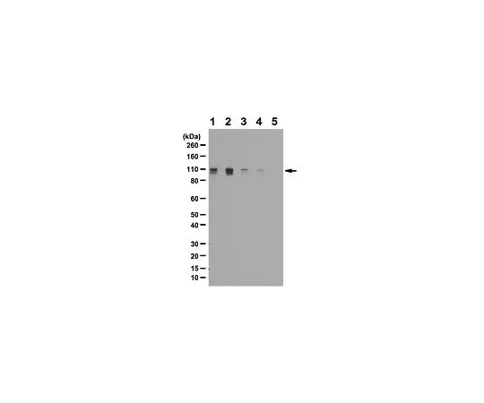 62-8456-91　［已停用］抗磷-Rb (Ser807/Ser811);100μg　ABC132