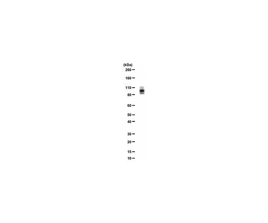 62-8465-45　［已停用］抗DISC1　ABN46
