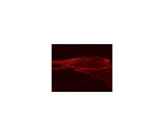 62-8394-47　［已停用］慢Brite (TM) α-肌动蛋白-RFP慢病毒生物传感器　17-10196