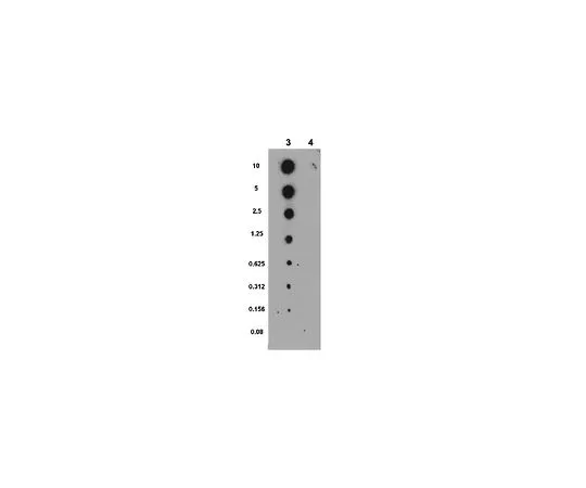 62-8389-77　［已停用］抗磷CLASP1 (Ser600);100μL　09-471