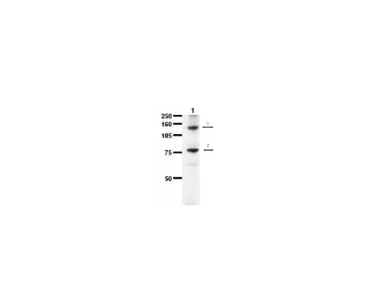 62-8454-28　［已停用］抗MDR1b, ATP结合盒子族B;50μL　AB10337