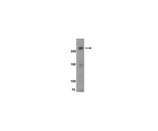 62-8392-02　［已停用］mTOR磷酸化路径探索者抗体MiniPack;3瓶/Pk/Pk　15-105