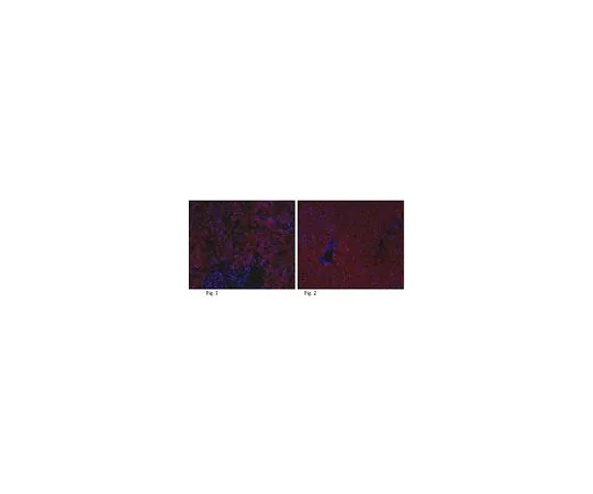62-8456-62　［已停用］抗Angpl3　ABC83