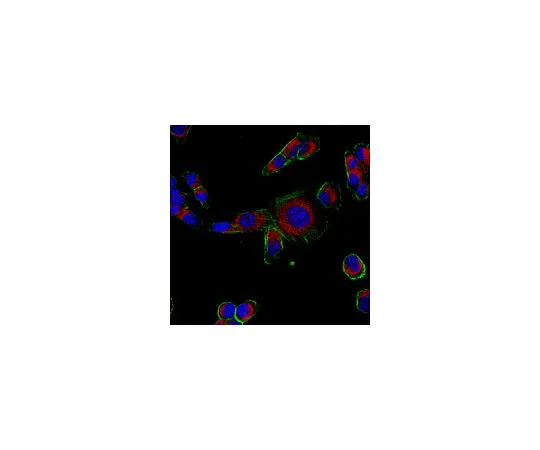 62-8465-41　［已停用］抗FGF9;100μg　ABN41
