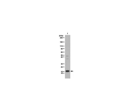 62-8386-40　［已停用］抗组蛋白H2A.Z;100μg　07-718