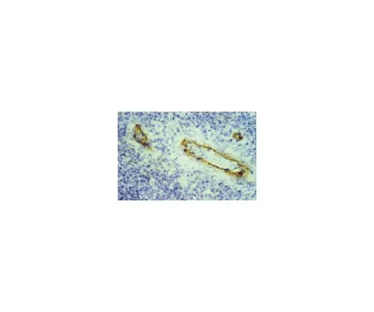 62-8479-33　［已停用］抗CD62E [ELAM-1] ，克隆1.2B6;100μg　CBL180