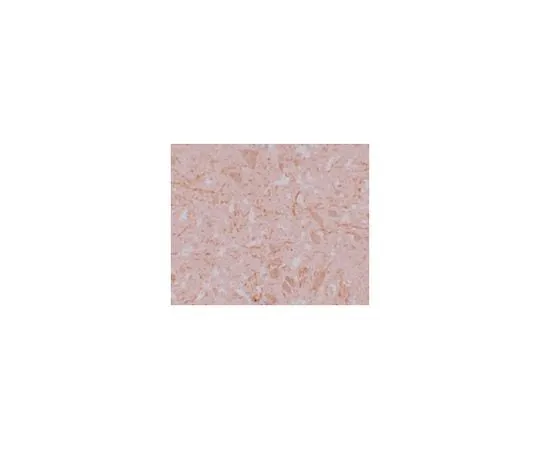 62-8464-78　［已停用］抗NALP12　ABF208