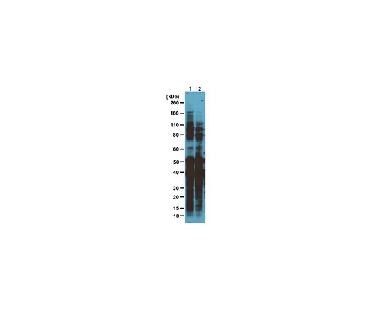 62-8374-50　［已停用］抗O-GlcNAc,克隆1F5.D6 (14);100μg　05-1246