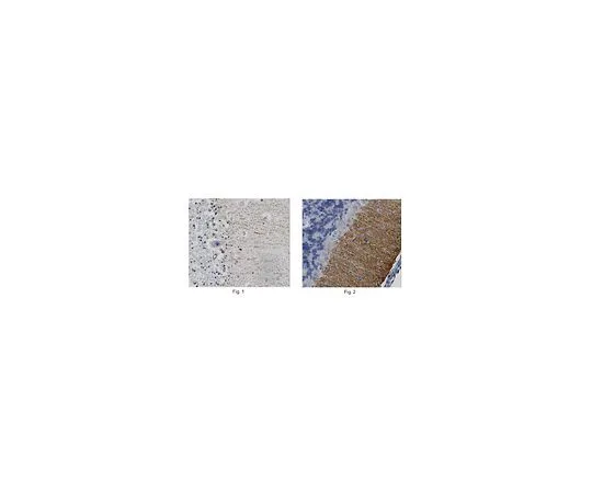 62-8468-31　［已停用］抗DGL-α　ABN1382