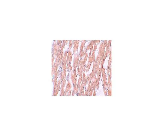 62-8457-79　［已停用］抗KPNA2　ABC342