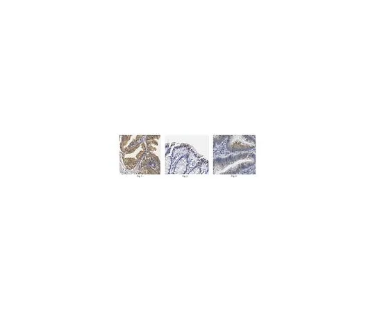62-8457-27　［已停用］抗粘蛋白-4/MUC4　ABC239