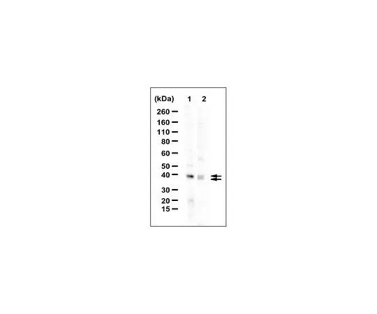 62-8470-64　［已停用］抗SSR1/TRAPα抗体　ABS542