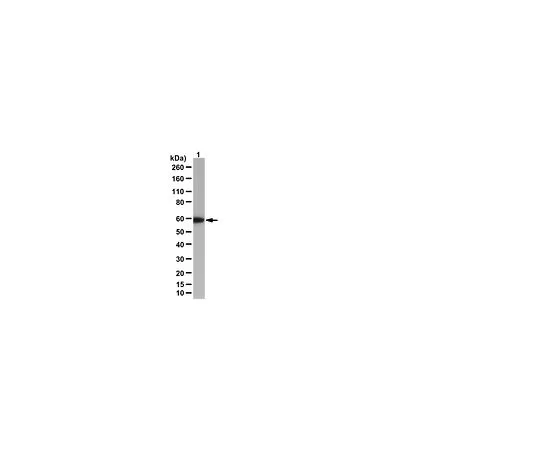 62-8388-23　［已停用］抗磷-阿克特 (Tyr450);100μg　07-1643