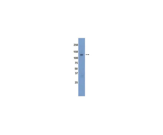 62-8367-84　［已停用］抗JAK3,克隆HL423;200μL　04-011