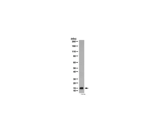 62-8456-54　［已停用］抗GABA (A) 受体相关蛋白样1;100μg　ABC58