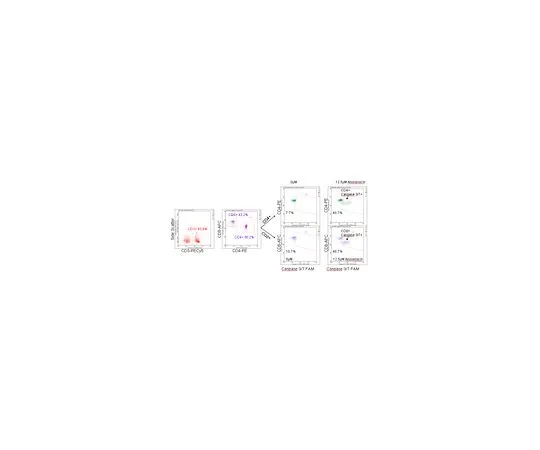62-8483-66　［已停用］FlowCellect (TM) 人T细胞半胱天冬酶3/7试剂盒;100次测试　FCCH100157