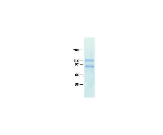 62-8480-52　［已停用］人整合素αVβ5,辛基β-D-吡喃葡萄糖苷制剂;50μg　CC1023