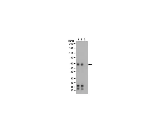 62-8460-03　［已停用］抗乙酰-c-Myc (Lys157)　ABE27