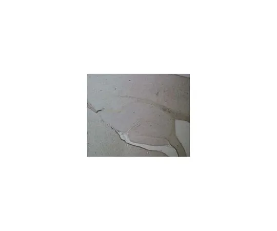 62-8495-32　［已停用］抗绿色荧光蛋白;100μL　MAB3580