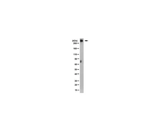 62-8504-54　［已停用］抗LeX Glycan,克隆Forse-1　MABD125