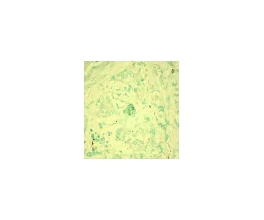 62-8475-35　［已停用］抗Caspase-3 (Ab-4) 小鼠mAb (AM1.31-11)　AM65-100UG