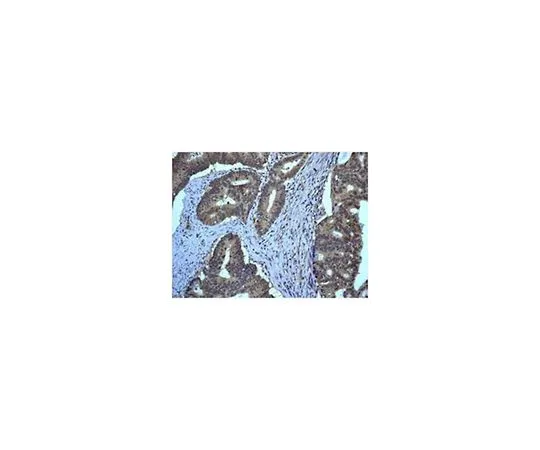62-8506-68　［已停用］抗eIF-6,克隆EPR6512 (B) ，兔单克隆　MABE591