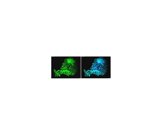 62-8496-92　［已停用］抗SOX-2,克隆10H9.1, Alexa Fluor (R) 488共轭　MAB4423A4