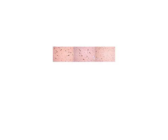 62-8498-20　［已停用］抗朊病毒蛋白，克隆2G11;100μg　MAB5542