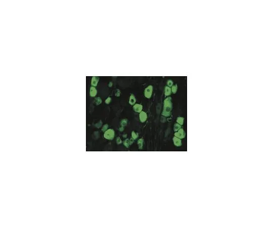 62-8497-18　［已停用］抗内毒素，α，C末端，克隆2E3;300μL　MAB5224