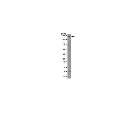 62-8501-18　［已停用］抗稳定蛋白-2,克隆mAb-174　MABC76
